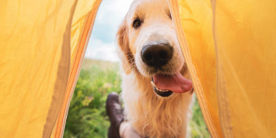 Dog camping in the countryside