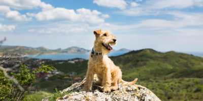 Dog sat on a rock