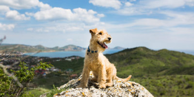 can dogs stay at youth hostels