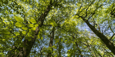 Group of trees