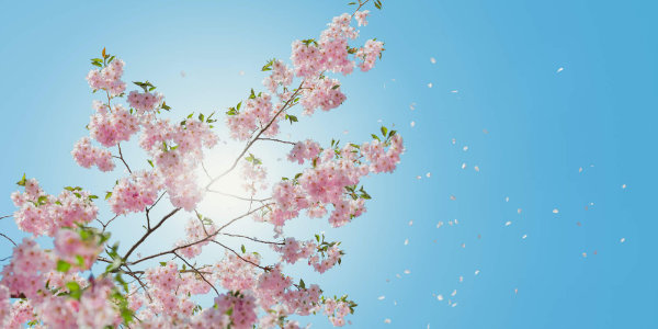 Blossom tree in spring