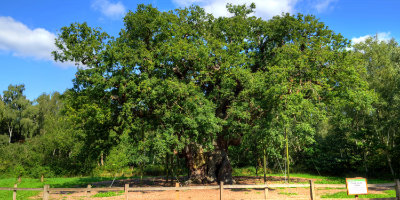 Major oak trees