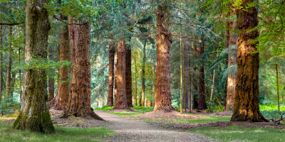 New Forest trees
