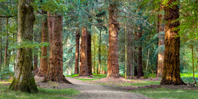 New Forest trees