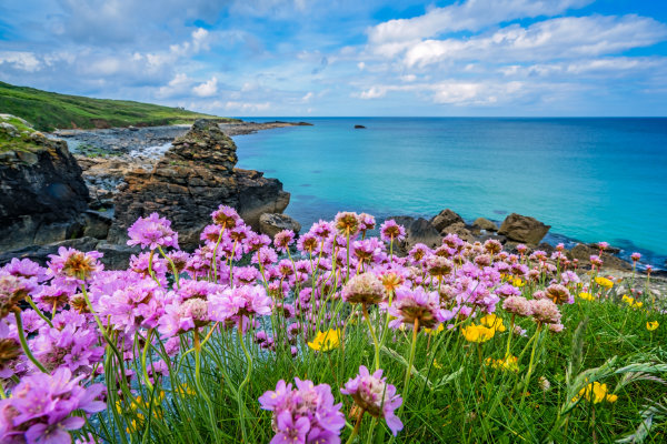 Pink flowers in a field overlooking the sea in Cornwall