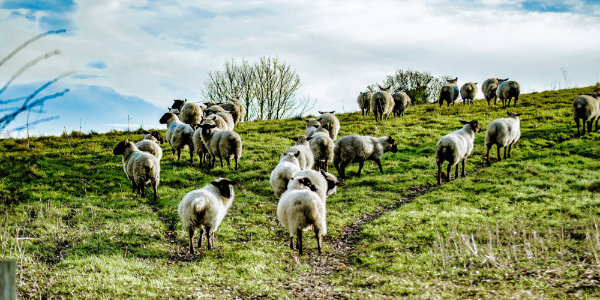 Sheep on hill at South Downs