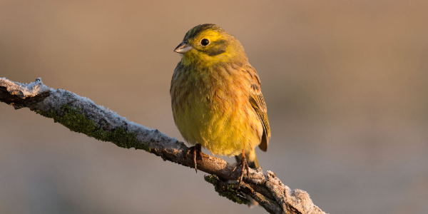 Bird sitting on a branch