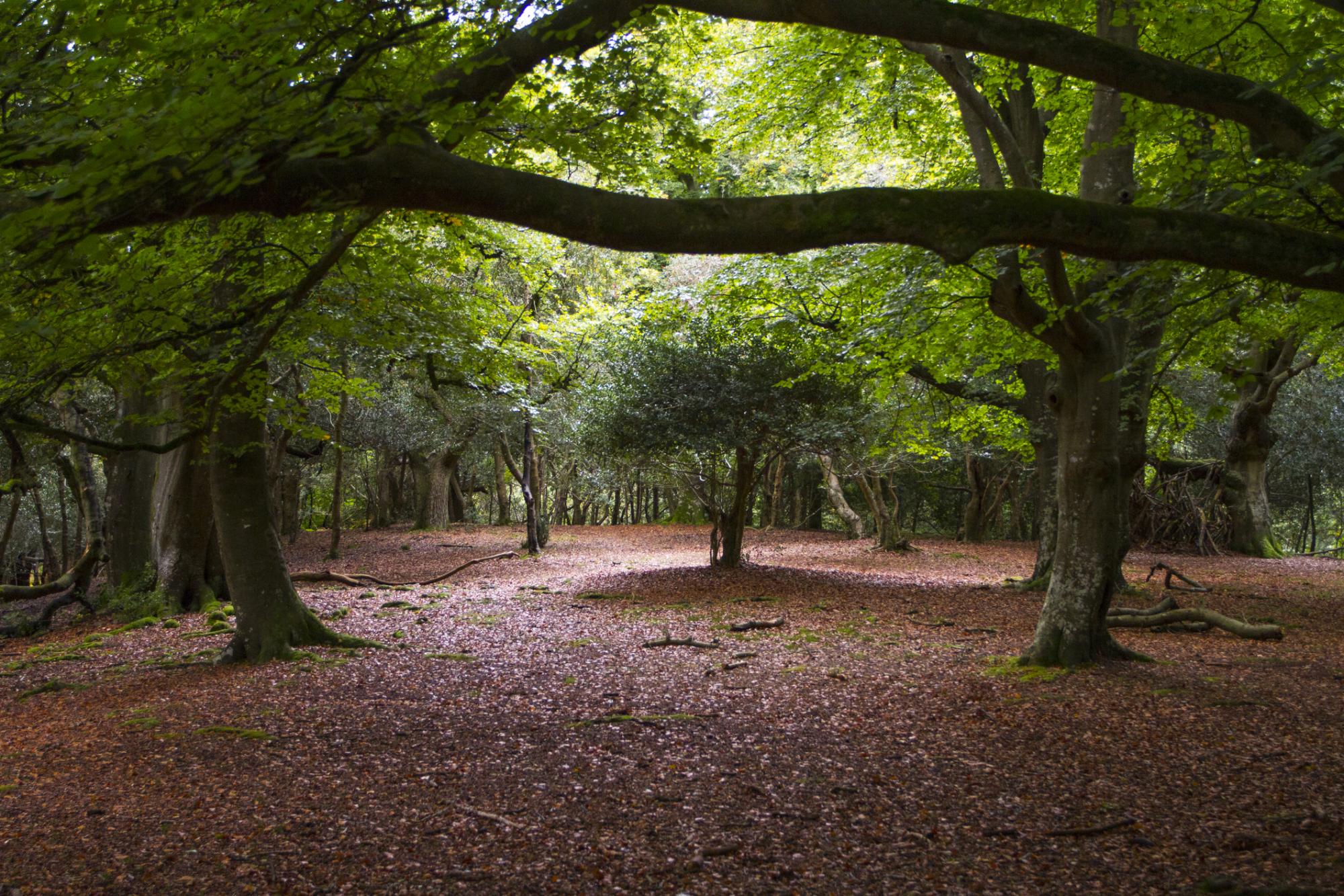 Forest landscape