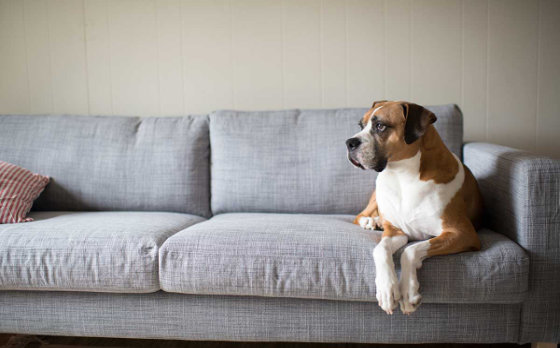Dog sat on a sofa at YHA