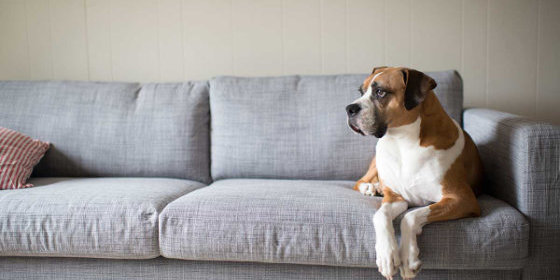 Dog sat on a sofa